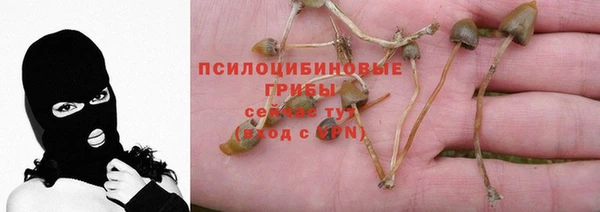 амф Магас